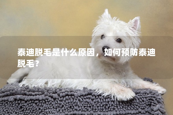 泰迪脫毛是什么原因,如何預(yù)防泰迪脫毛? 泰迪脫毛是什么原因,如何預(yù)防泰迪脫毛?