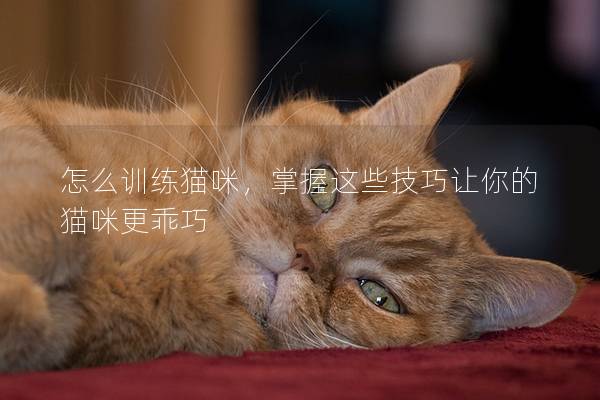 怎么訓練貓咪，掌握這些技巧讓你的貓咪更乖巧
