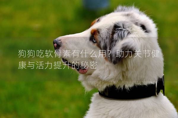 狗狗吃軟骨素有什么用？助力關節健康與活力提升的秘密