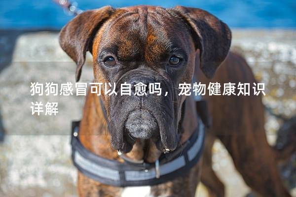 狗狗感冒可以自愈嗎，寵物健康知識詳解