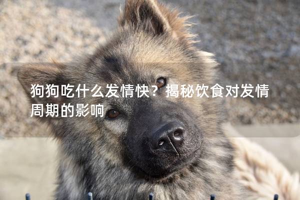 狗狗吃什么發情快？揭秘飲食對發情周期的影響