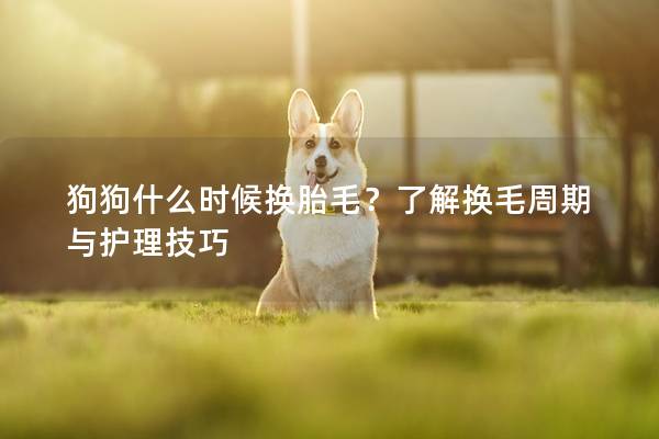 狗狗什么時候換胎毛？了解換毛周期與護理技巧