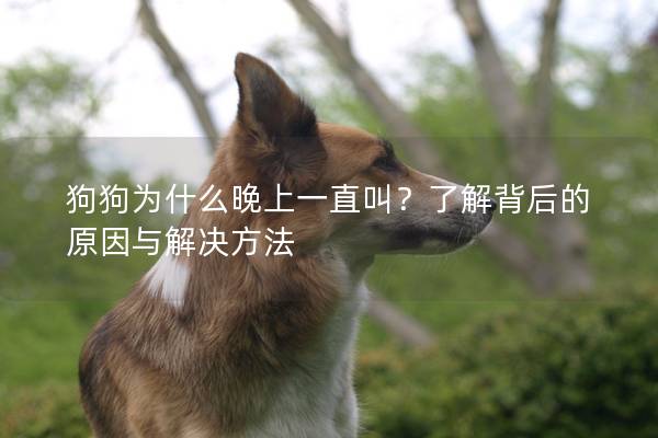 狗狗為什么晚上一直叫？了解背后的原因與解決方法