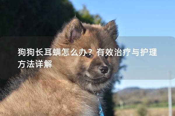 狗狗長耳螨怎么辦？有效治療與護理方法詳解