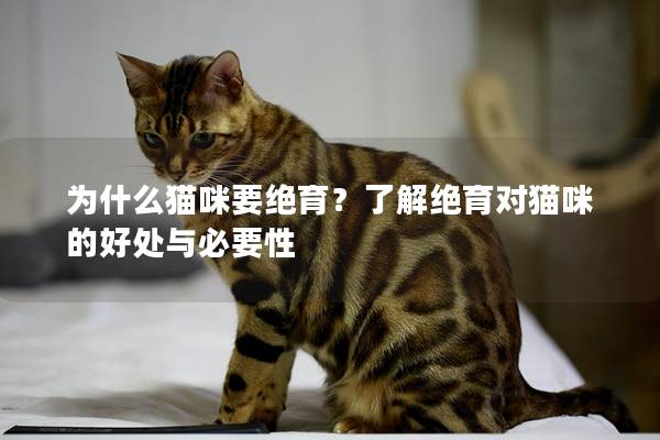 為什么貓咪要絕育？了解絕育對貓咪的好處與必要性