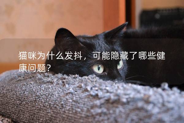 貓咪為什么發抖，可能隱藏了哪些健康問題？