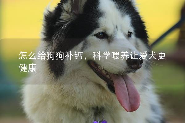 怎么給狗狗補鈣，科學喂養讓愛犬更健康