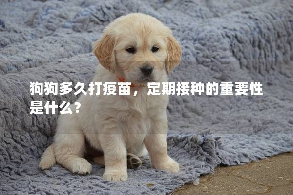 狗狗多久打疫苗，定期接種的重要性是什么？