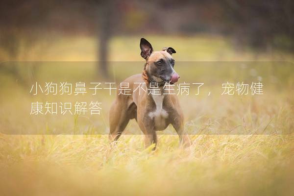 小狗狗鼻子干是不是生病了，寵物健康知識解答