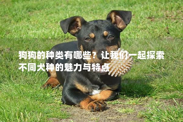 狗狗的種類有哪些？讓我們一起探索不同犬種的魅力與特點