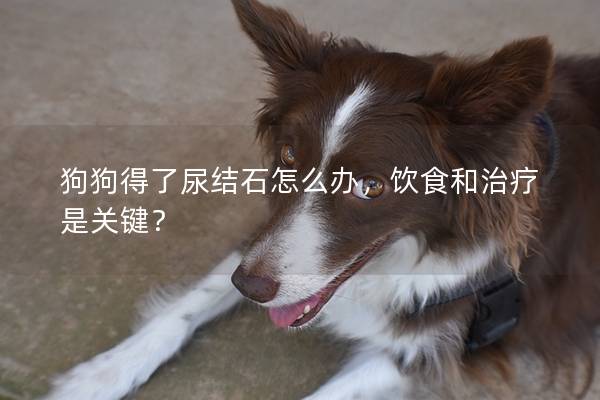 狗狗得了尿結石怎么辦，飲食和治療是關鍵？