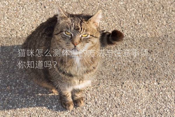 貓咪怎么測體溫的方法與注意事項(xiàng)，你知道嗎？