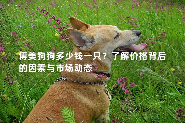 博美狗狗多少錢一只？了解價(jià)格背后的因素與市場(chǎng)動(dòng)態(tài)