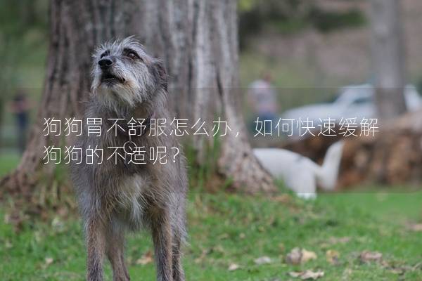 狗狗胃不舒服怎么辦，如何快速緩解狗狗的不適呢？