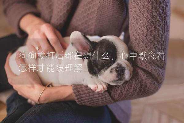 狗狗挨打后都在想什么，心中默念著怎樣才能被理解