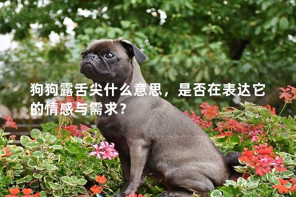 狗狗露舌尖什么意思，是否在表達(dá)它的情感與需求？