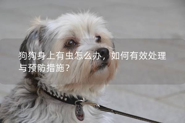 狗狗身上有蟲怎么辦，如何有效處理與預防措施？