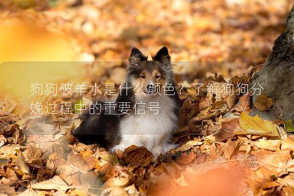 狗狗破羊水是什么顏色？了解狗狗分娩過(guò)程中的重要信號(hào)