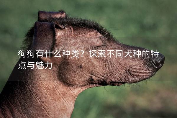 狗狗有什么種類？探索不同犬種的特點(diǎn)與魅力