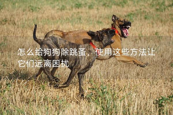 怎么給狗狗除跳蚤，使用這些方法讓它們遠離困擾