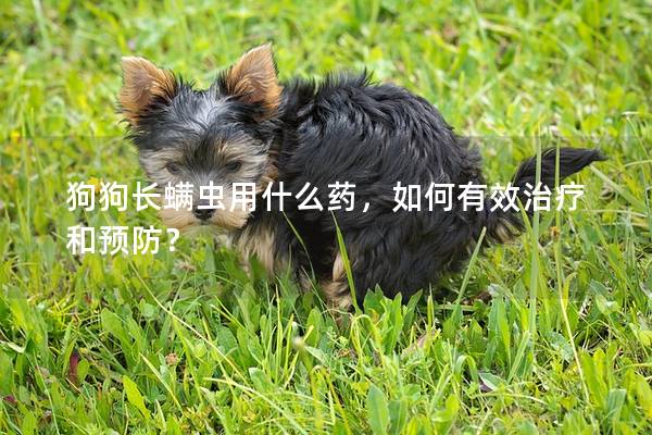 狗狗長(zhǎng)螨蟲(chóng)用什么藥，如何有效治療和預(yù)防？