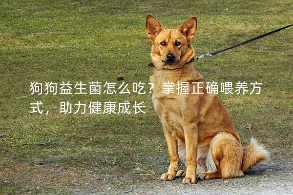 狗狗益生菌怎么吃？掌握正確喂養方式，助力健康成長