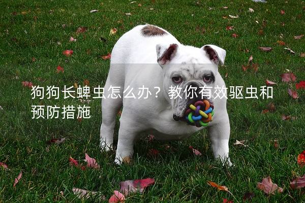 狗狗長(zhǎng)蜱蟲怎么辦？教你有效驅(qū)蟲和預(yù)防措施