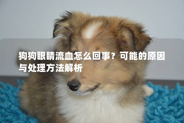 狗狗眼睛流血怎么回事？可能的原因與處理方法解析