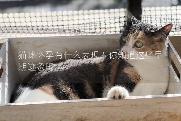 貓咪懷孕有什么表現？你知道這些早期跡象嗎