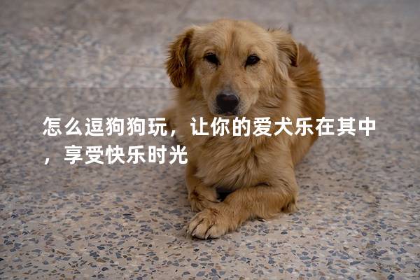怎么逗狗狗玩，讓你的愛犬樂在其中，享受快樂時光