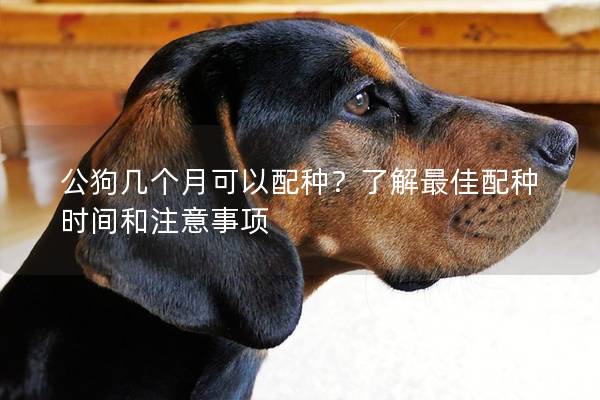 公狗幾個月可以配種?了解最佳配種時間和注意事項 公狗幾個月可以配種?了解最佳配種時間和注意事項