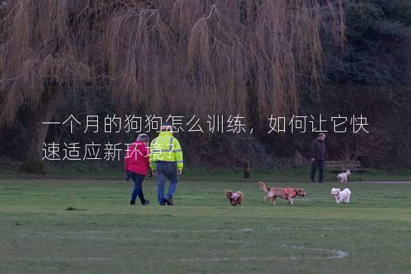 一個月的狗狗怎么訓練，如何讓它快速適應新環境？