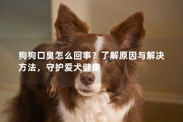 狗狗口臭怎么回事?了解原因與解決方法,守護愛犬健康 狗狗口臭怎么回事?了解原因與解決方法,守護愛犬健康