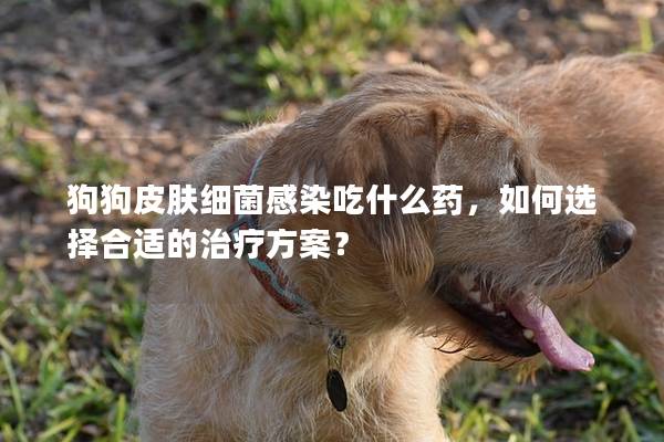 狗狗皮膚細(xì)菌感染吃什么藥，如何選擇合適的治療方案？
