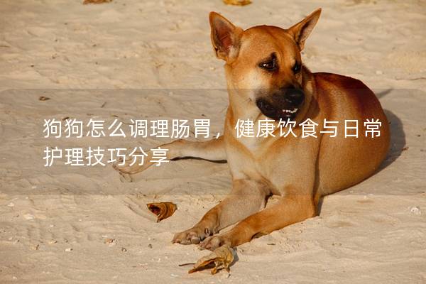 狗狗怎么調理腸胃，健康飲食與日常護理技巧分享