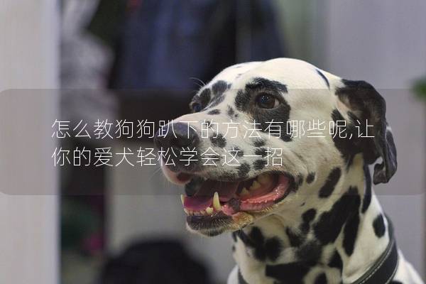 怎么教狗狗趴下的方法有哪些呢,讓你的愛犬輕松學會這一招