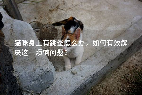 貓咪身上有跳蚤怎么辦,如何有效解決這一煩惱問題? 貓咪身上有跳蚤怎么辦,如何有效解決這一煩惱問題?