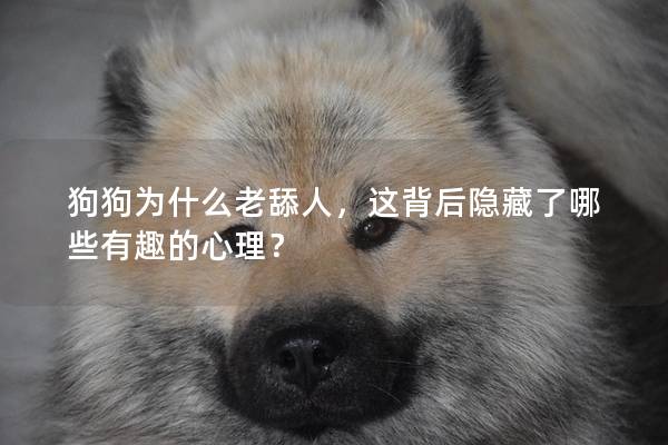 狗狗為什么老舔人，這背后隱藏了哪些有趣的心理？