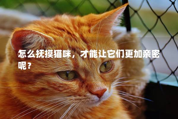 怎么撫摸貓咪，才能讓它們更加親密呢？