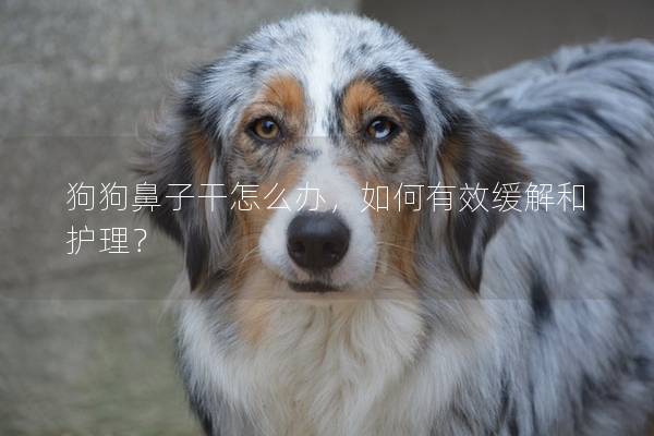 狗狗鼻子干怎么辦，如何有效緩解和護理？