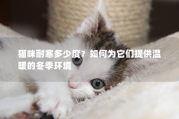 貓咪耐寒多少度？如何為它們提供溫暖的冬季環境