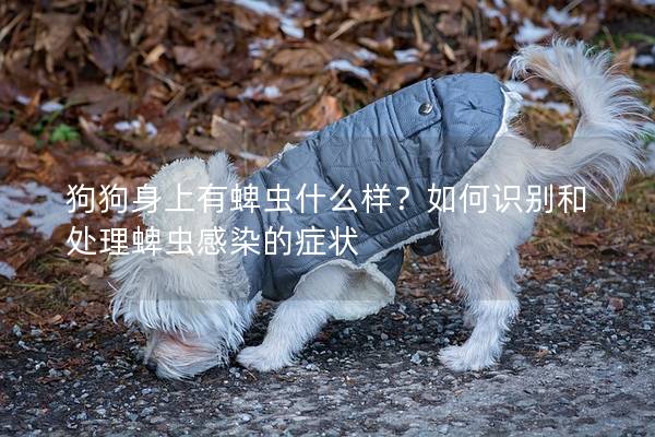 狗狗身上有蜱蟲什么樣？如何識別和處理蜱蟲感染的癥狀