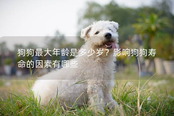 狗狗最大年齡是多少歲?影響狗狗壽命的因素有哪些