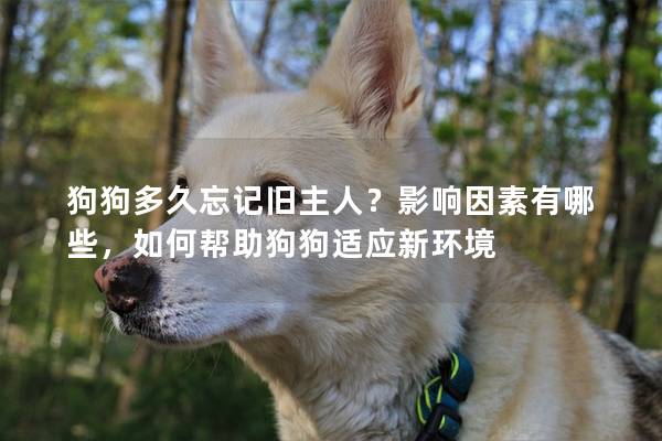 狗狗多久忘記舊主人？影響因素有哪些，如何幫助狗狗適應(yīng)新環(huán)境