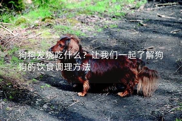 狗狗發燒吃什么？讓我們一起了解狗狗的飲食調理方法