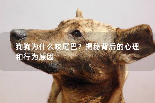 狗狗為什么咬尾巴？揭秘背后的心理和行為原因