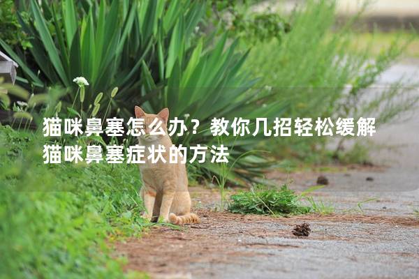 貓咪鼻塞怎么辦？教你幾招輕松緩解貓咪鼻塞癥狀的方法