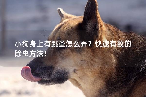 小狗身上有跳蚤怎么弄？快速有效的除蟲方法!