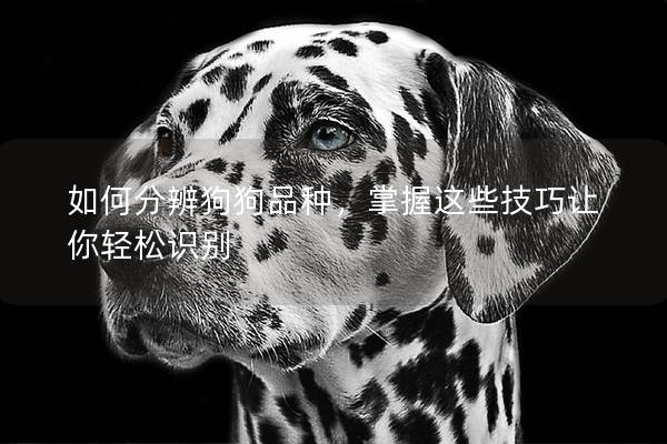 如何分辨狗狗品種，掌握這些技巧讓你輕松識別