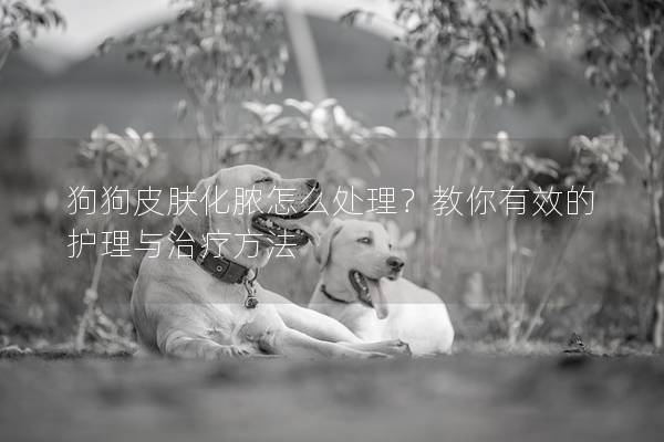 狗狗皮膚化膿怎么處理？教你有效的護理與治療方法